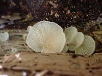 Crepidotus caspari image