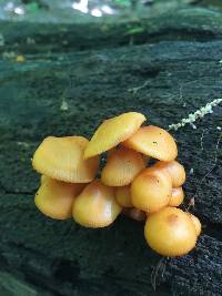 Mycena leaiana image