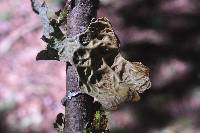 Lobaria pulmonaria image