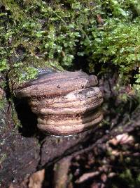 Ganoderma applanatum image