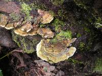 Trametes versicolor image