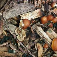 Psilocybe subaeruginosa image