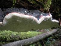 Fomitopsis pinicola image