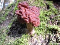 Gyromitra esculenta image