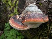 Fomitopsis pinicola image