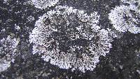 Physcia caesia image