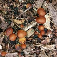 Psilocybe subaeruginosa image