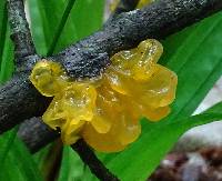 Tremella mesenterica image