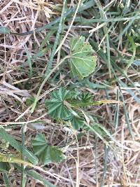 Puccinia malvacearum image