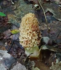 Morchella americana image