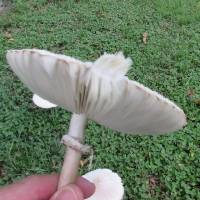 Chlorophyllum molybdites image