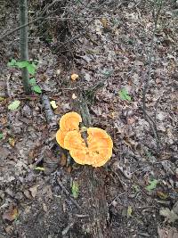 Laetiporus sulphureus image