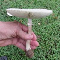 Chlorophyllum molybdites image