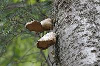 Fomitopsis betulina image