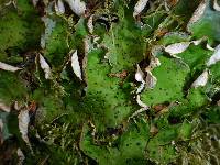 Peltigera britannica image