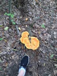 Laetiporus sulphureus image