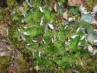 Peltigera britannica image