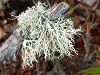 Ramalina farinacea image