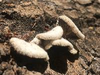 Schizophyllum commune image