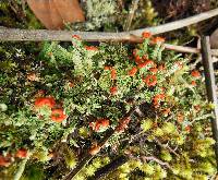 Cladonia didyma image