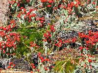 Cladonia cristatella image