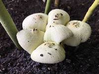 Leucocoprinus birnbaumii image