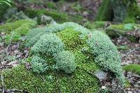 Cladonia furcata image