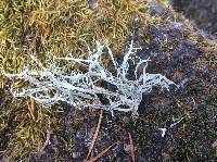 Ramalina farinacea image