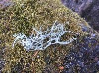 Ramalina farinacea image