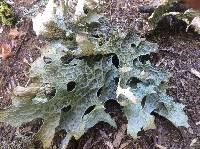 Lobaria pulmonaria image