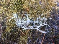 Ramalina farinacea image