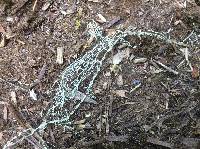 Ramalina menziesii image