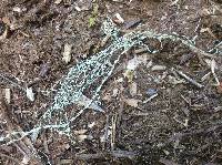 Ramalina menziesii image