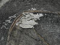 Schizophyllum commune image