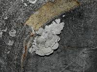 Schizophyllum commune image