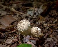 Lycoperdon perlatum image