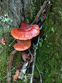 Ganoderma tsugae image