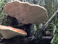 Ganoderma tsugae image