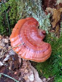 Ganoderma tsugae image