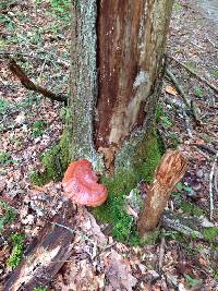 Ganoderma tsugae image