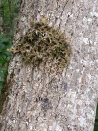 Lobaria pulmonaria image