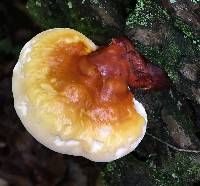 Ganoderma tsugae image