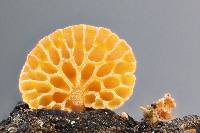 Favolaschia calocera image