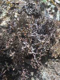 Cladonia furcata image