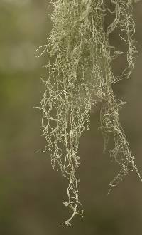 Ramalina menziesii image