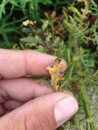 Puccinia lagenophorae image