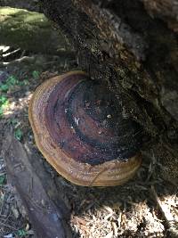 Fomitopsis pinicola image