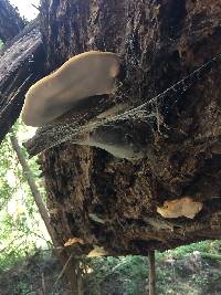 Fomitopsis pinicola image