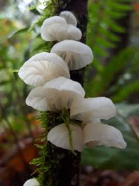 Hemimycena candida image