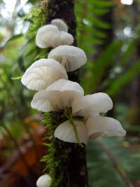 Hemimycena candida image